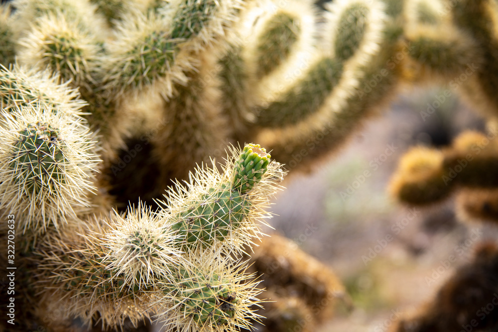 Close up Unripened Jumping Cholla Fruit Close up Unripened Jumping Cholla Fruit