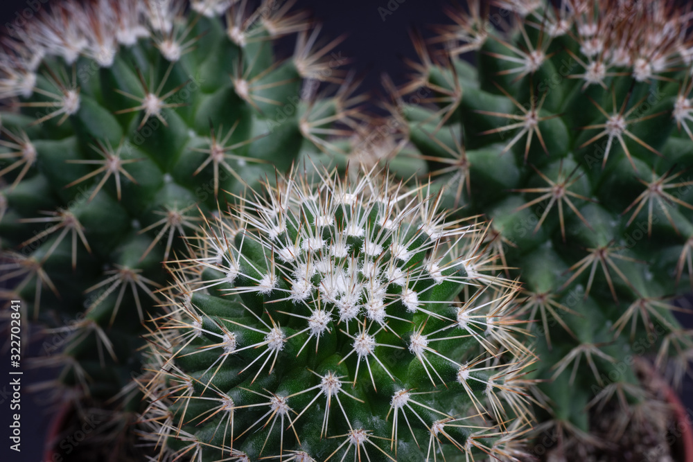 Close up of beautiful group of mammillaria on black background Close up of beautiful group of mammillaria on black background