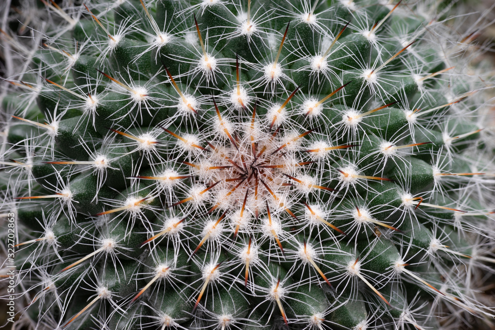 Close up of beautiful group of mammillaria on black background Close up of beautiful group of mammillaria on black background