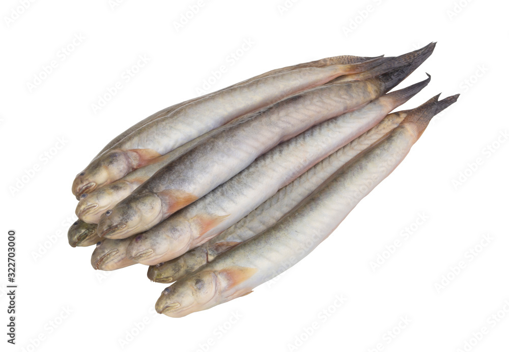 Fresh keo fish or spiny goby isolated on white background, Pseudapocryptes elongatus Fresh keo fish or spiny goby isolated on white background, Pseudapocryptes elongatus