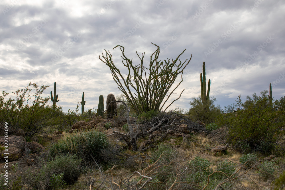 Sonoran Desert Landscape Ocotillo Sonoran Desert Landscape Ocotillo