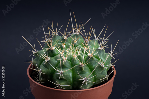 Prickly gymnocalycium baldianumin in red pot isolated on black background photo