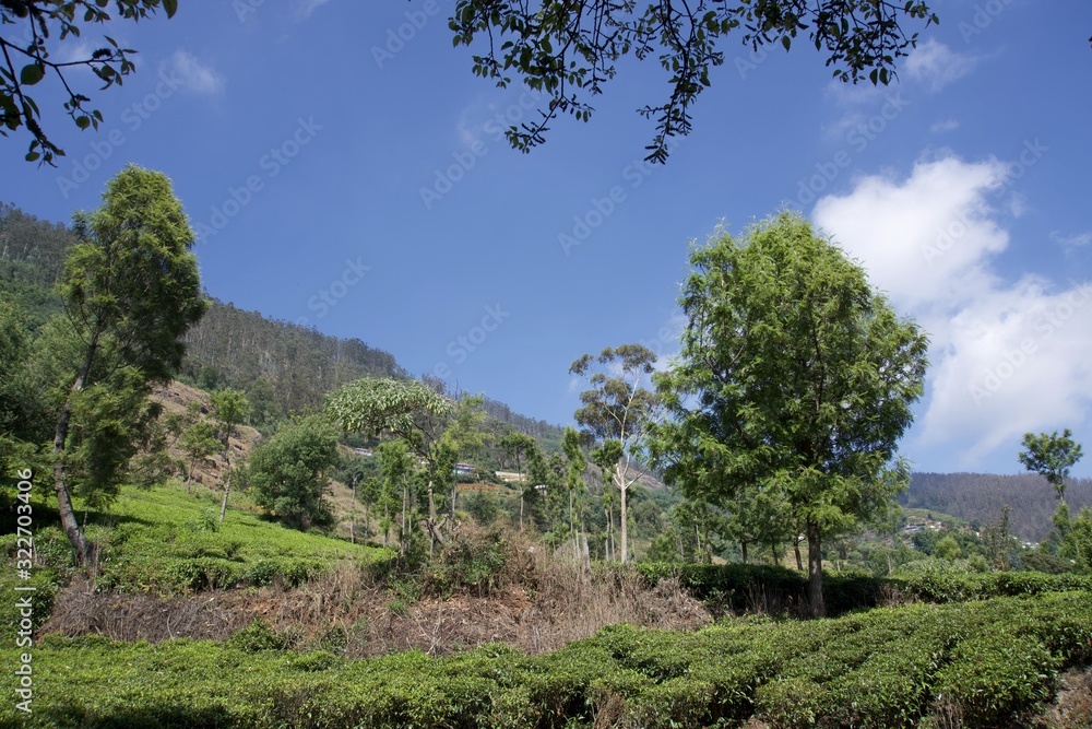 Fototapeta premium Tea garden 
