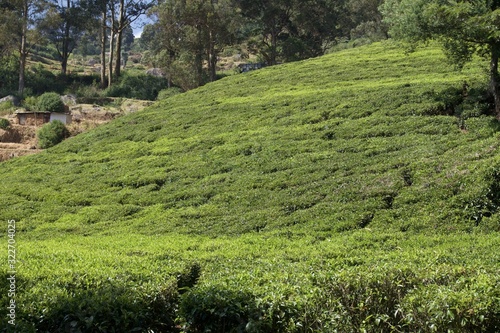 Tea garden 