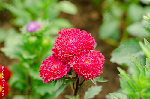 Red Aster or Callistephus chinensis among green leaves
