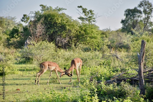 Deer interlocking horns