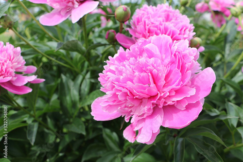 Pink peonies on green grass background in garden