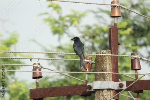 Black Drongo bird with two tails sitting on electric line or electric post on the morning photo