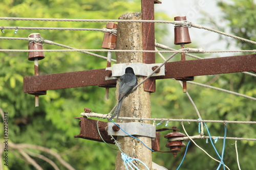 Black Drongo bird with two tails sitting on electric line or electric post on the morning photo