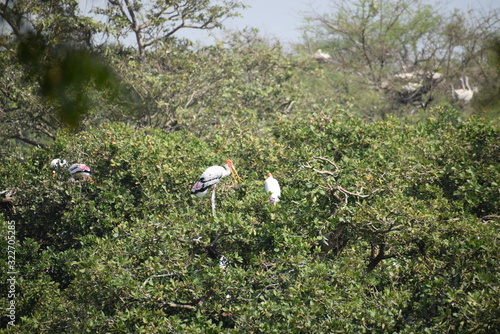 Vedanthangal Bird Sanctuary India  photo