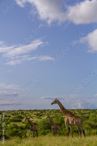 Three giraffes isolated on an African savanna image for background use with copy space in horizontal format