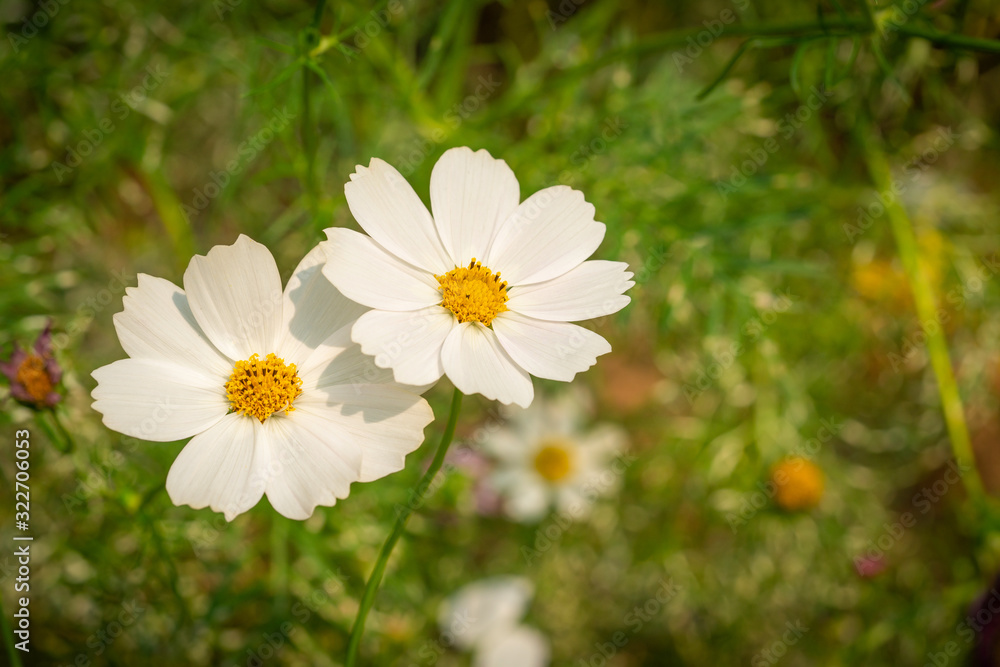 Cosmos Bipinnatus Dwarf White with blurred green background. Cosmos Bipinnatus Dwarf White with blurred green background.