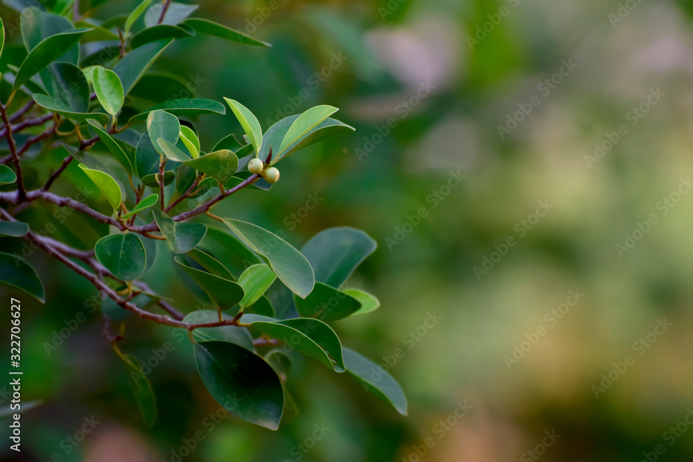Beautiful green leaves Natural in the garden that looks fresh and comfortable to the eyes Beautiful green leaves Natural in the garden that looks fresh and comfortable to the eyes