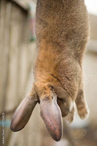 Preparation of rabbit meat