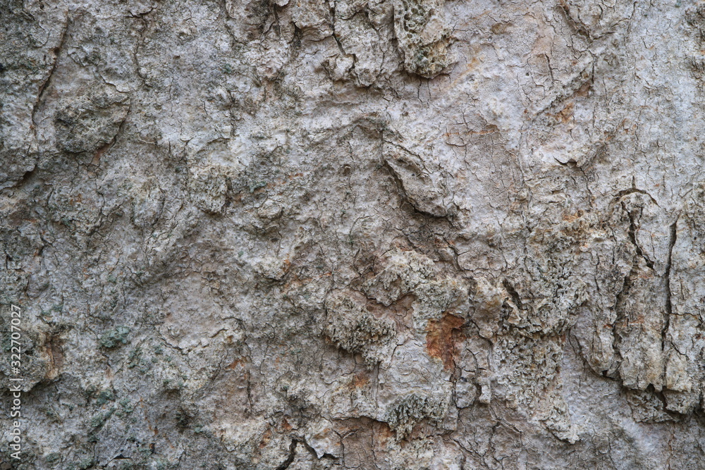 Naklejka premium Tree bark. Abstract background. Macro.