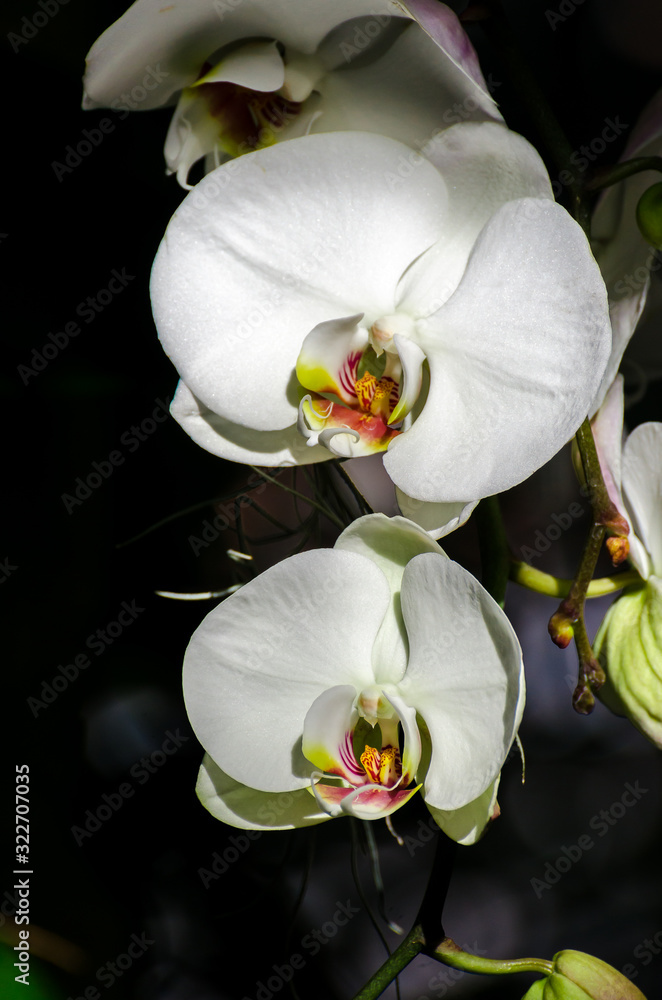 white orchid on black background white orchid on black background