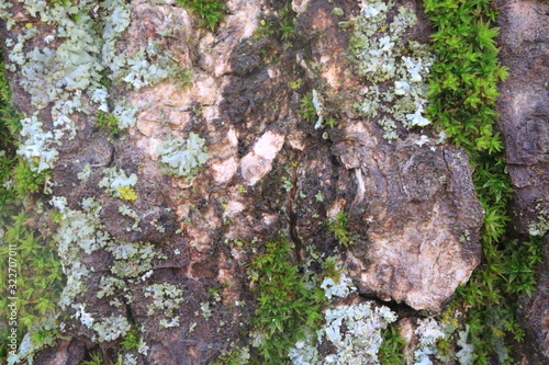 Tree bark. Wood moss. Abstract background. Macro. photo