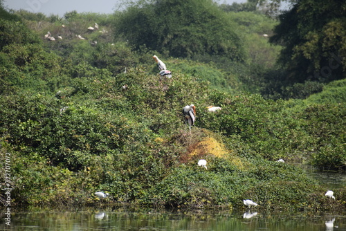 Vedanthangal Bird Sanctuary India  photo