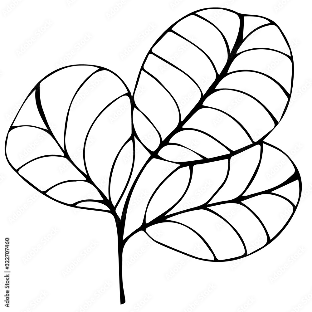 Single hand drawn leaves for greeting cards, posters, comics design. Isolated on white background. Doodle vector illustration. Single hand drawn leaves for greeting cards, posters, comics design. Isolated on white background. Doodle vector illustration.