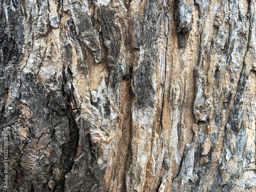 The Nature old wooden surface; Old wooden background ,Structure of wood.