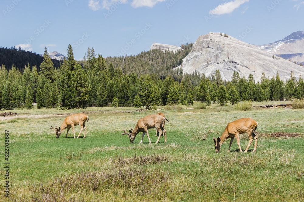 deer grazing in Yosemite National Park, California deer grazing in Yosemite National Park, California