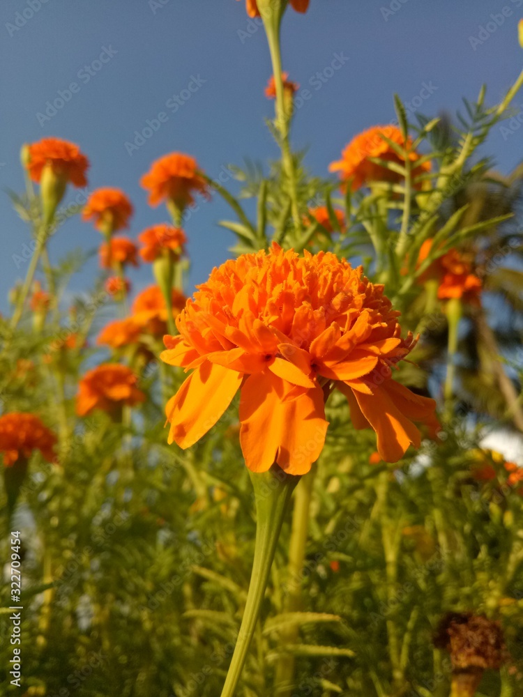 image of The orange flowers in the afternoon are very beautiful image of The orange flowers in the afternoon are very beautiful