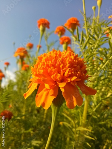 image of  The orange flowers in the afternoon are very beautiful