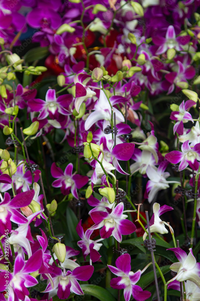 lilac orchid flowers as background