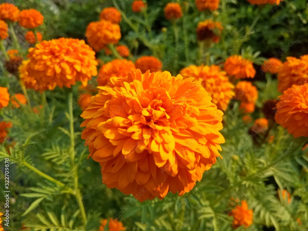 image of The orange flowers in the afternoon are very beautiful image of The orange flowers in the afternoon are very beautiful