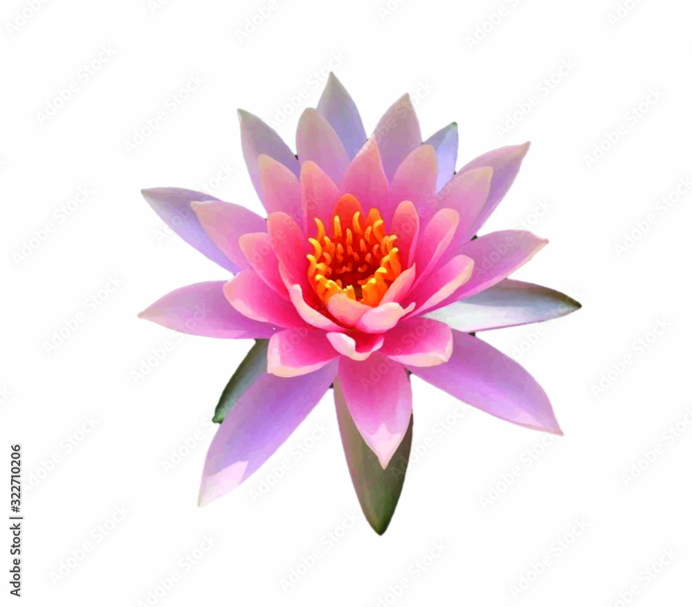 pink water lily flower isolated on white background