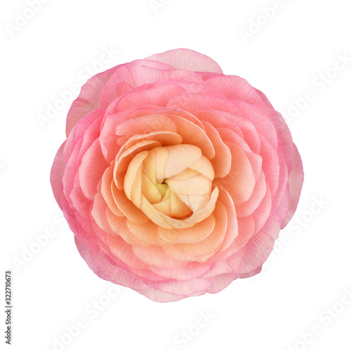 Photo Closeup of pink ranunculus flower