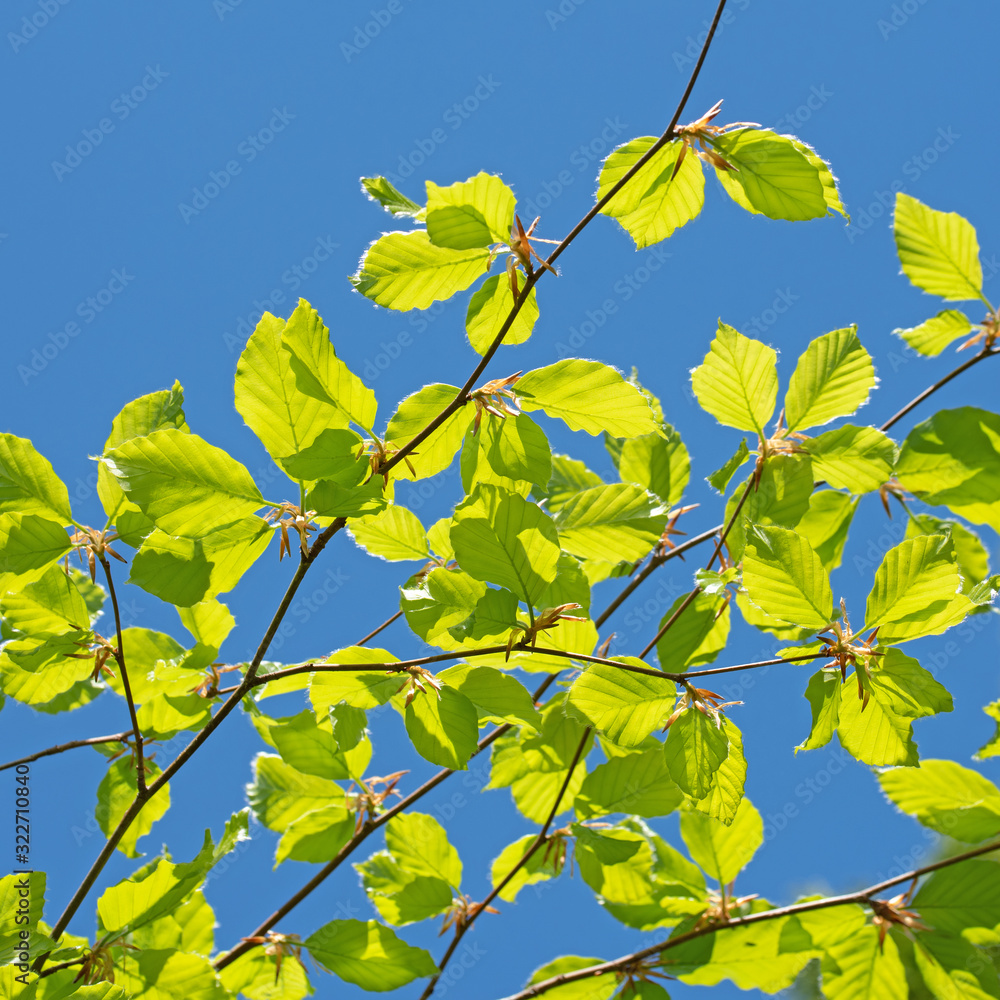 Junge Blätter der Hainbuche,Carpinus betulus,im Frühling Junge Blätter der Hainbuche,Carpinus betulus,im Frühling