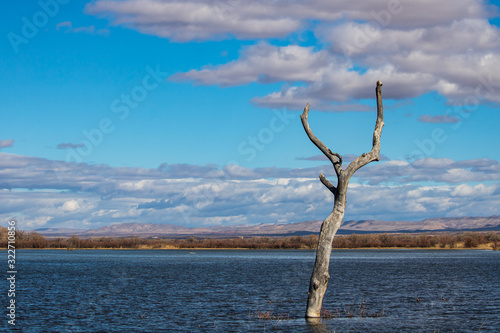 Dead tree standing in lake © Megan