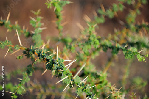 Close-up of African Boxthorn thorns on blurred background. Thorn bush in nature. Plant with spines on branches, selective focus.