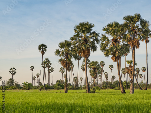 landscape sugar palm in Thailand