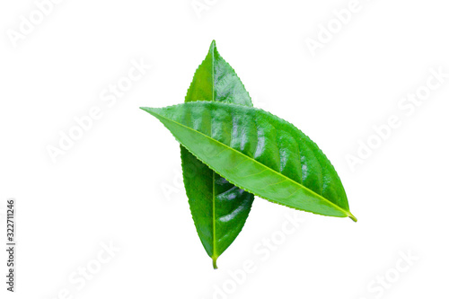 green tea leaves isolated on white background for design elements, fresh green leaves