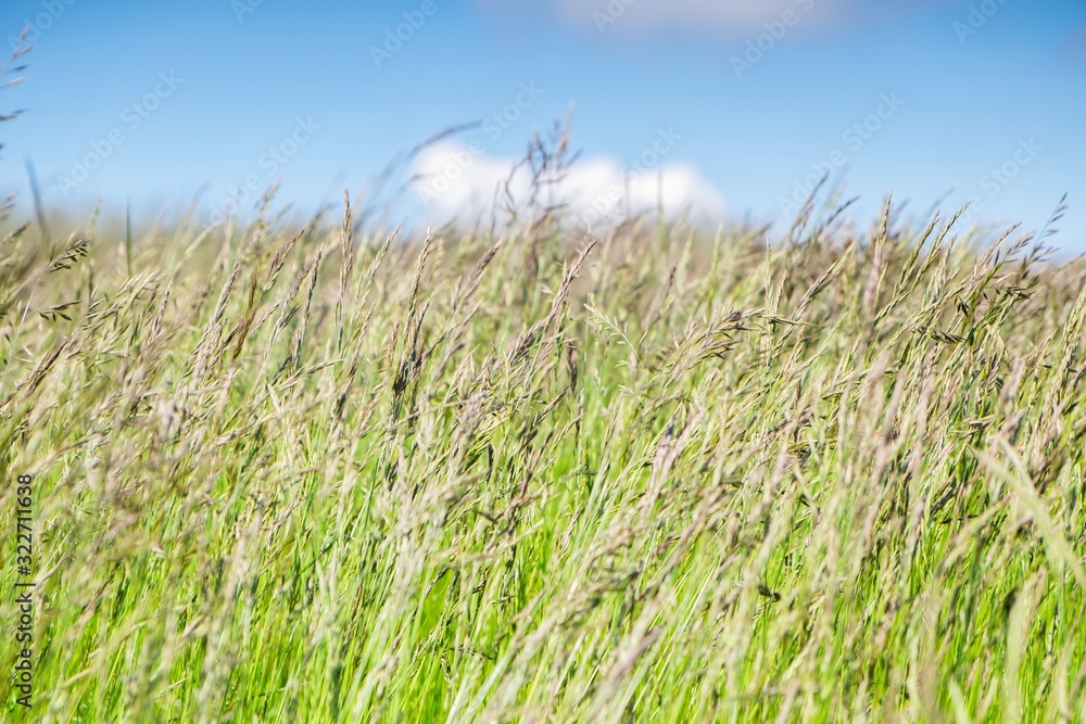 Fototapeta premium Grass in the wind