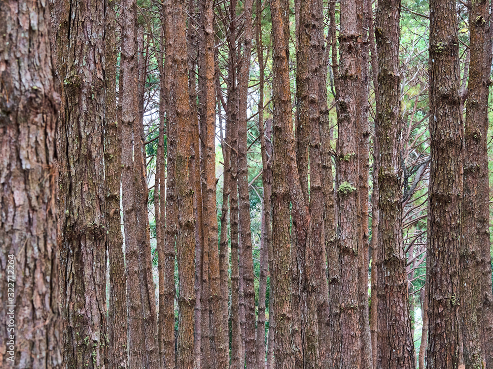 Obraz premium Pine trees are long-lived perennials. Especially in the cold place