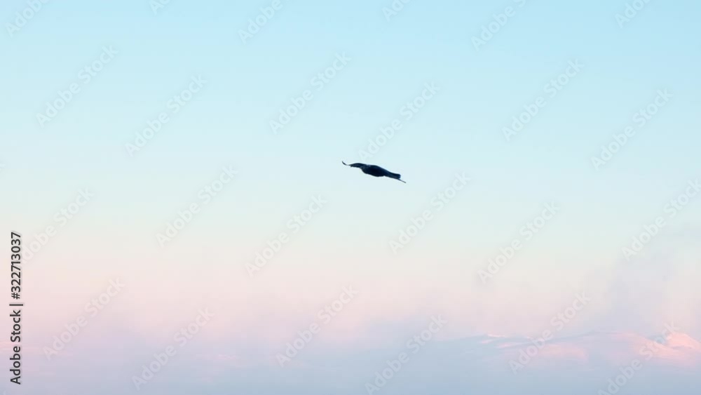 large black raven flies slowly against beautiful boundless blue sky above colorful buildings located among arctic desert large black raven flies slowly against beautiful boundless blue sky above colorful buildings located among arctic desert