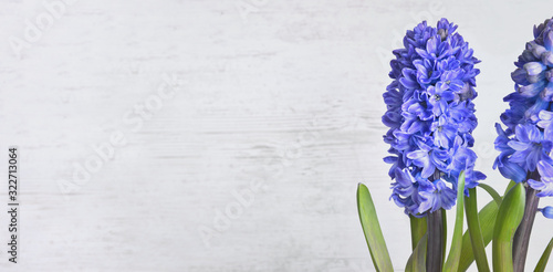 close on beautiful blue hyacinth blooming on white wooden background