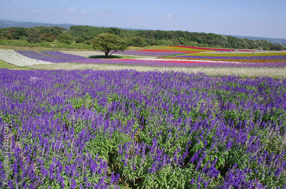 Naklejka premium 丘一面に咲くバーベナ