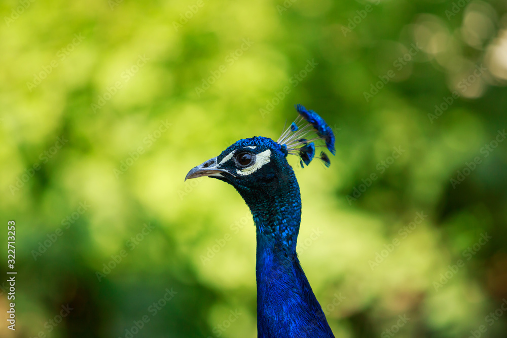 Fototapeta premium Beautiful Blue Peacock