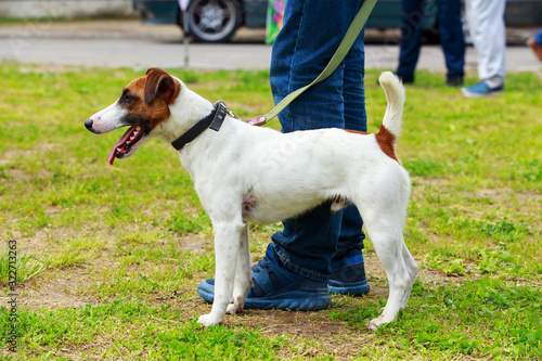Dog breed Smooth Fox Terrier
