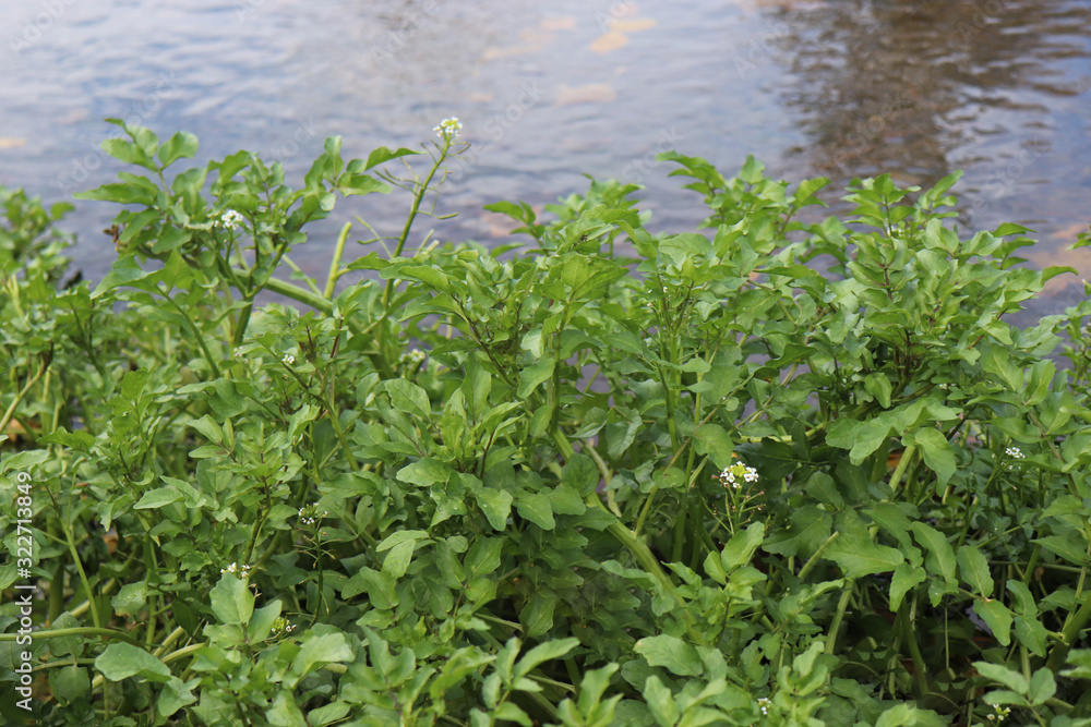 Watercress growing at the river.It is aquatic perennial plant native to Europe and Asia, and one of the oldest known leaf vegetables. Botanical name Nasturtium officinale. Contains Vitamin A and C. Watercress growing at the river.It is aquatic perennial plant native to Europe and Asia, and one of the oldest known leaf vegetables. Botanical name Nasturtium officinale. Contains Vitamin A and C.
