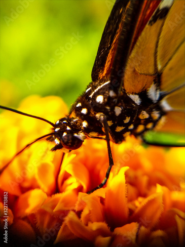 butterfly on flower