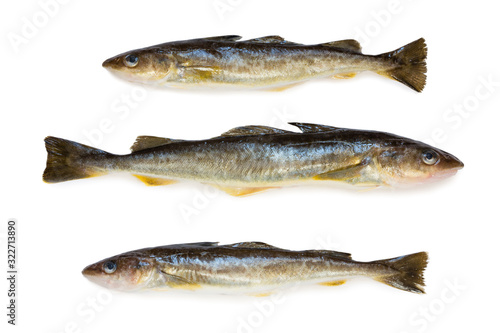 Saffron cod marine fish
