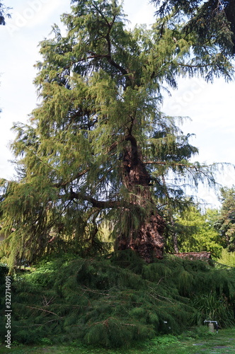 Montezuma Cypress  Taxodium huegelii  in the botanical garden of Florence  Italy
