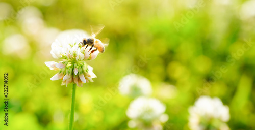 白詰草とミツバチ