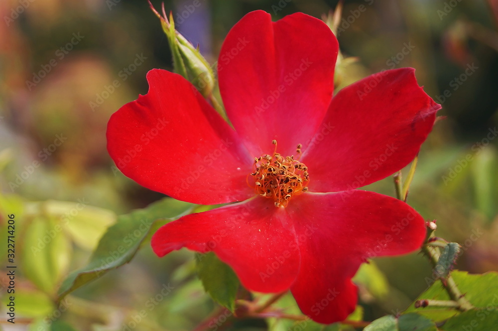 Wild red rose in the botanical garden of Florence, Italy Wild red rose in the botanical garden of Florence, Italy
