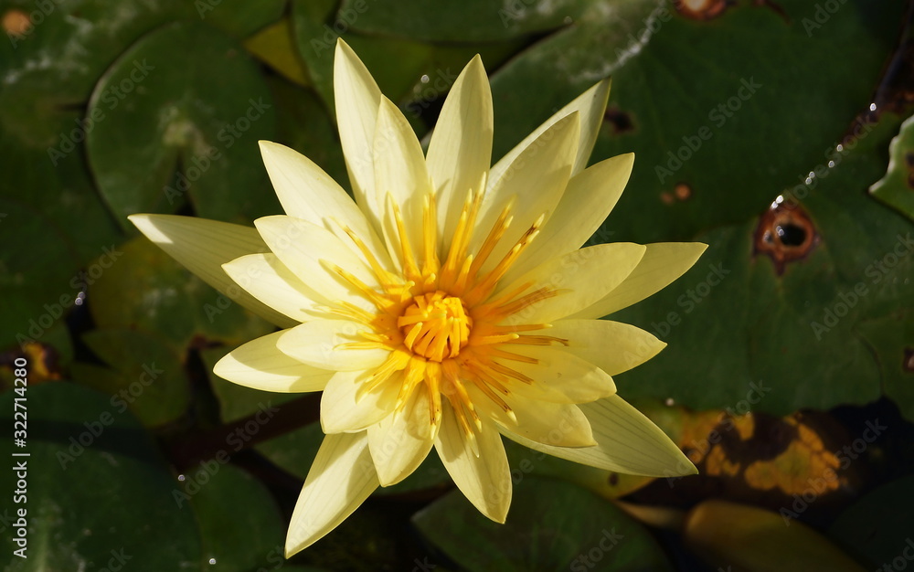 Yellow water lily (Nuphar lutea) in the botanical garden of Florence, Italy Yellow water lily (Nuphar lutea) in the botanical garden of Florence, Italy